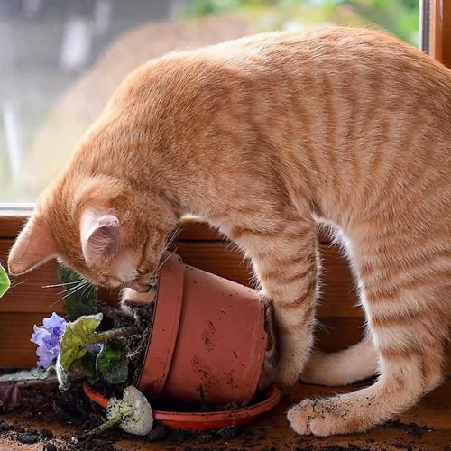 Adjective > Mischievous